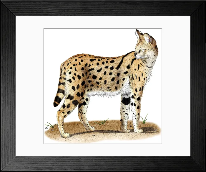 Framed Print : African Wild Cat Framed Print : African Wild Cat