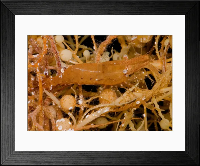 Framed Print : Sargassum Shrimp Framed Print : Sargassum Shrimp