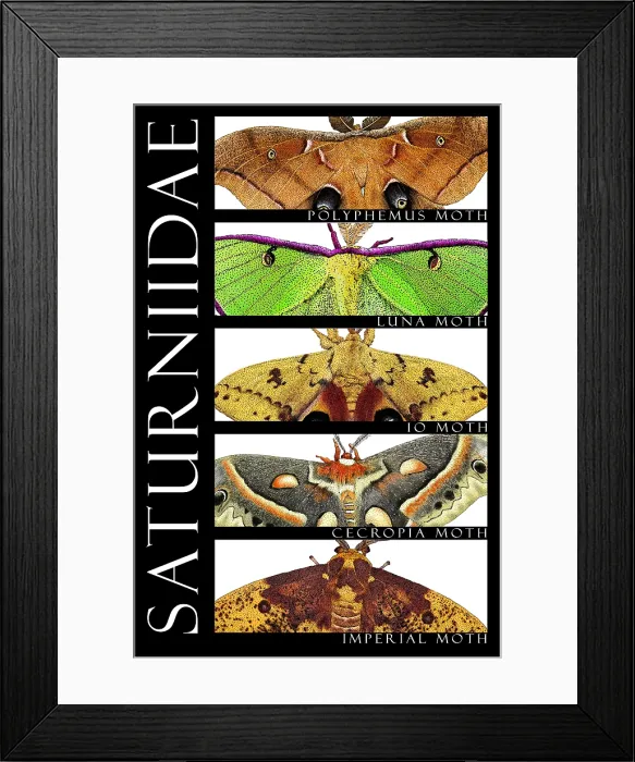 Framed Print : Moths of North America