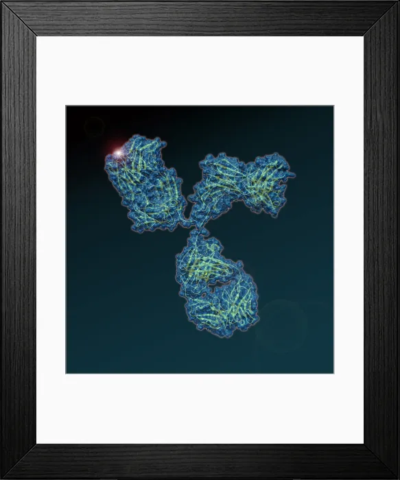 Framed Print : Immunoglobulin G Antibody Framed Print : Immunoglobulin G Antibody