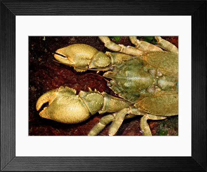 Framed Print : Freshwater Crab Framed Print : Freshwater Crab