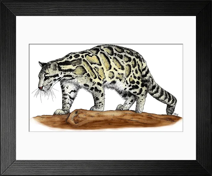Framed Print : Clouded Leopard Framed Print : Clouded Leopard