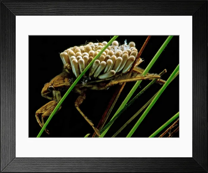 Framed Print : Water Beetle Brooding Eggs