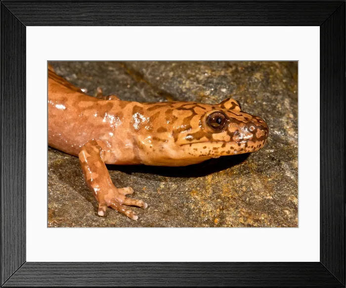 Framed Print : California Giant Salamander Framed Print : California Giant Salamander