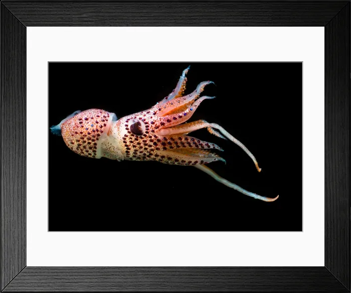Framed Print : Cock-eyed Squid (Histoteuthis corona) Framed Print : Cock-eyed Squid (Histoteuthis corona)