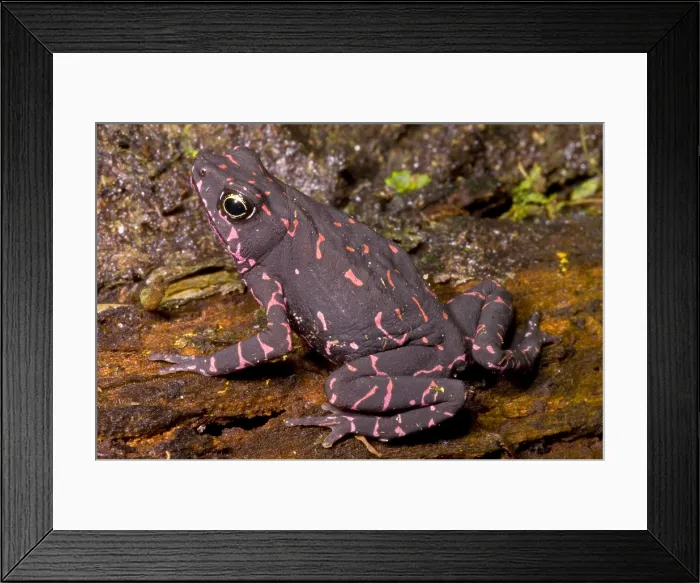 Framed Print : Harlequin Frog Framed Print : Harlequin Frog