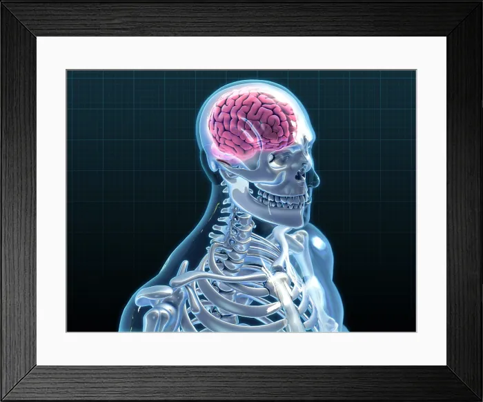Framed Print : Human Skeleton and Brain, artwork Framed Print : Human Skeleton and Brain, artwork