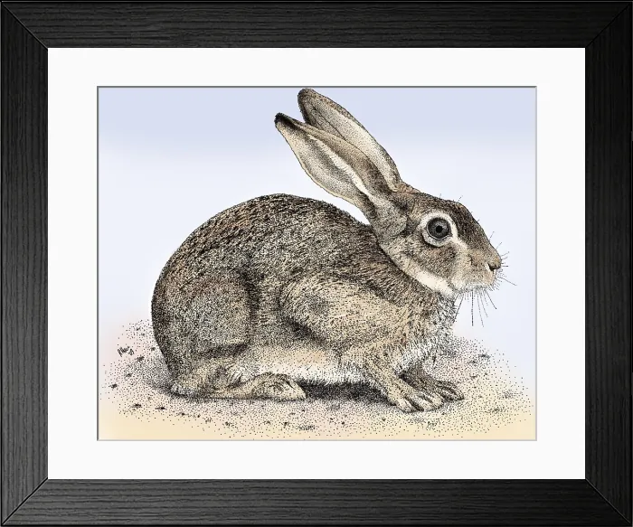 Framed Print : Brush Rabbit Framed Print : Brush Rabbit