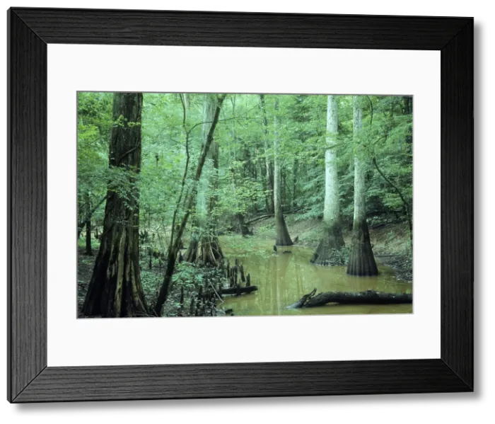Framed Print : Cypress Swamp