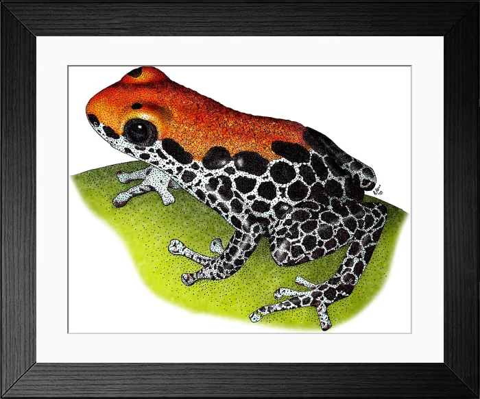 Framed Print : Reticulated Poison Dart Frog Framed Print : Reticulated Poison Dart Frog