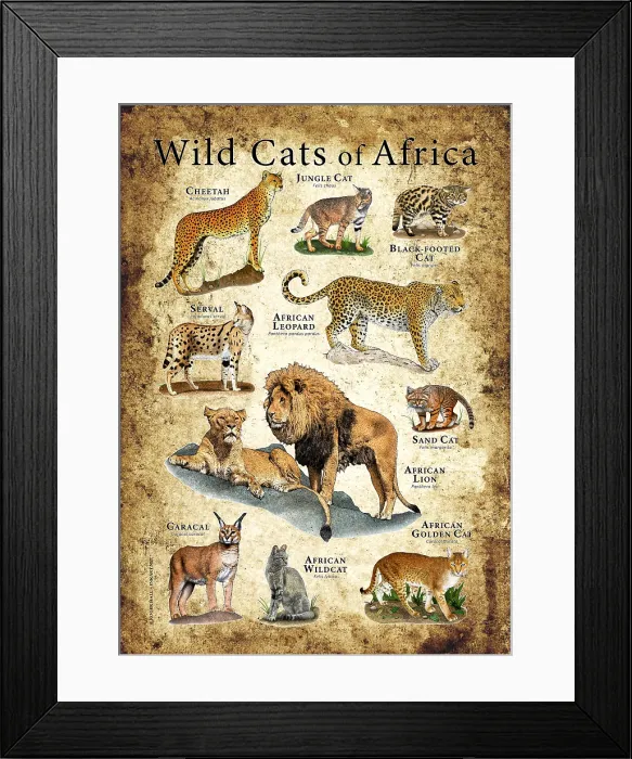 Framed Print : Wild Cats of Africa Framed Print : Wild Cats of Africa
