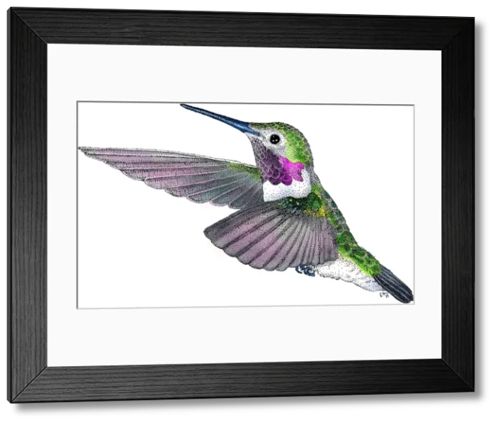Framed Print : Broad-tailed Hummingbird Framed Print : Broad-tailed Hummingbird