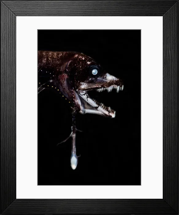 Framed Print : Dragonfish (Eustomias triramis) Framed Print : Dragonfish (Eustomias triramis)