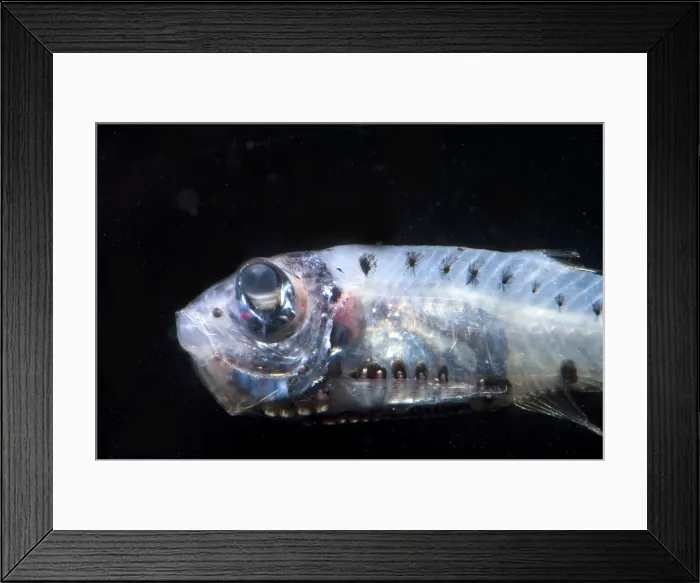 Framed Print : Constellationfish Framed Print : Constellationfish