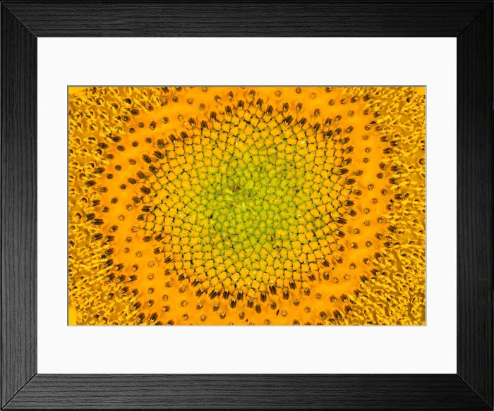 Framed Print : Sunflower. Head of a sunflower (Helianthus annuus) Framed Print : Sunflower. Head of a sunflower (Helianthus annuus)
