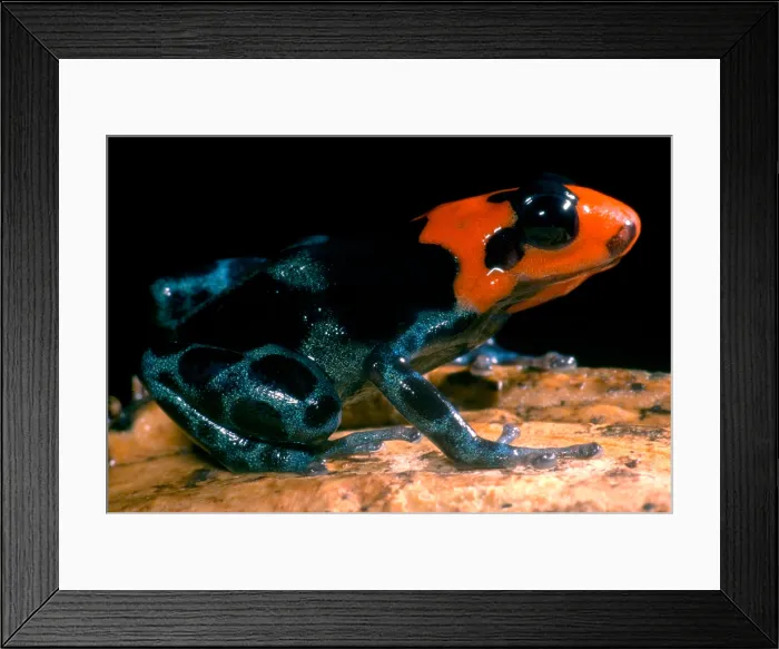 Framed Print : Poison Frog Framed Print : Poison Frog