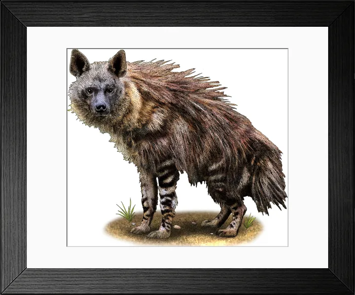 Framed Print : Brown Hyena Framed Print : Brown Hyena