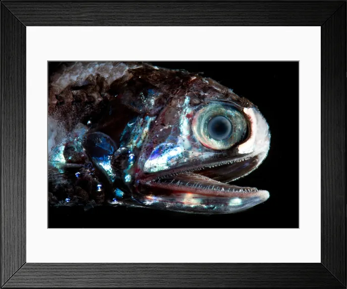 Framed Print : Fragile Lanternfish (Diaphus fragilis) Framed Print : Fragile Lanternfish (Diaphus fragilis)
