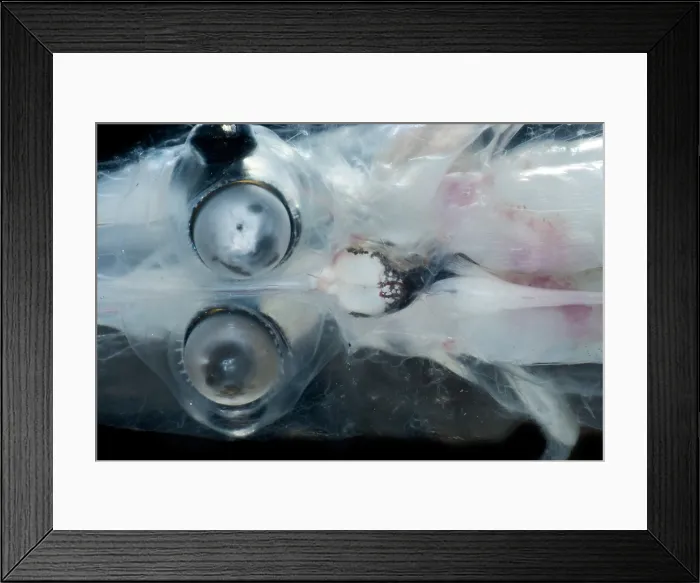 Framed Print : Brownsnout Spookfish (Dolichopteryx longipes) Framed Print : Brownsnout Spookfish (Dolichopteryx longipes)