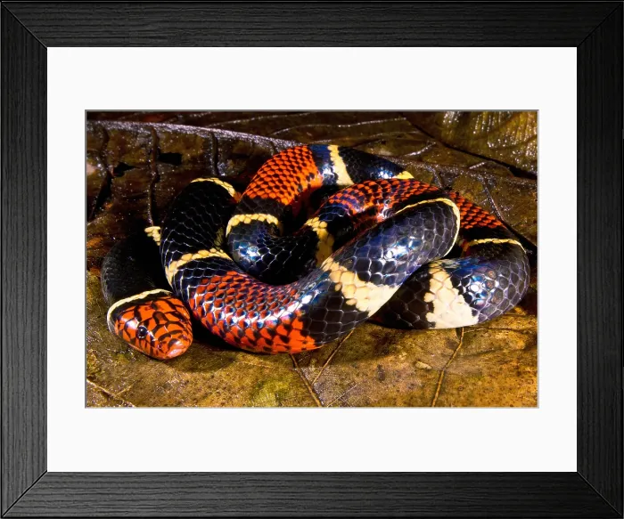 Framed Print : Surinam Coralsnake