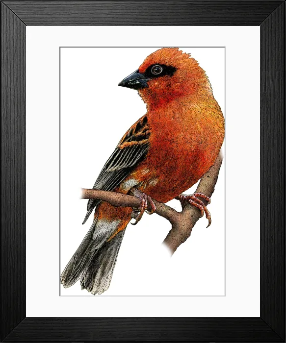 Framed Print : Madagascar fody