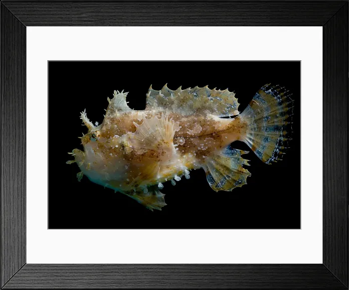 Framed Print : Sargassumfish Framed Print : Sargassumfish