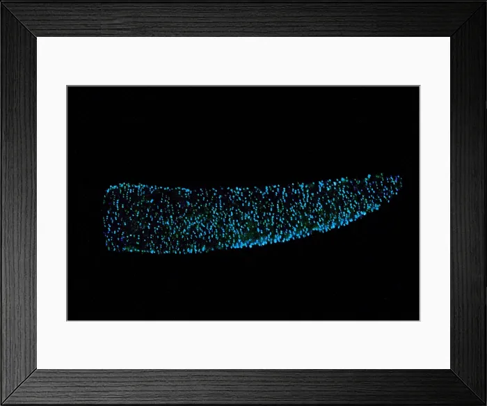 Framed Print : Pyrosome (Pyrosoma sp.)