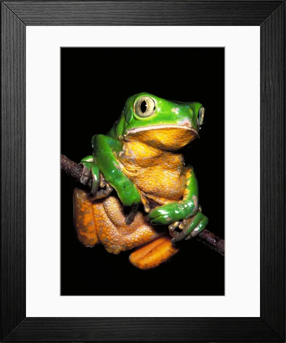 Framed Print : Ihering's monkey frog