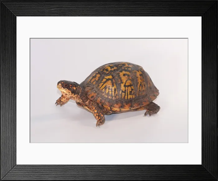 Framed Print : Eastern Box Turtle (T. c. carolina)