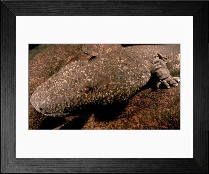 Framed Print : Giant Salamander Hybrid Framed Print : Giant Salamander Hybrid
