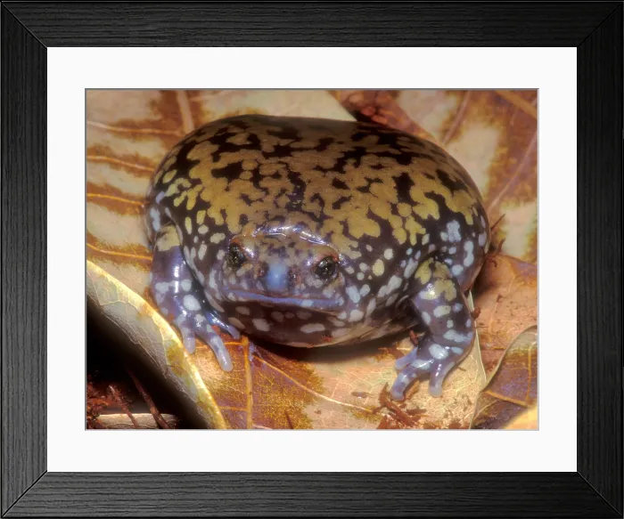 Framed Print : Muller's Termite Frog Framed Print : Muller's Termite Frog