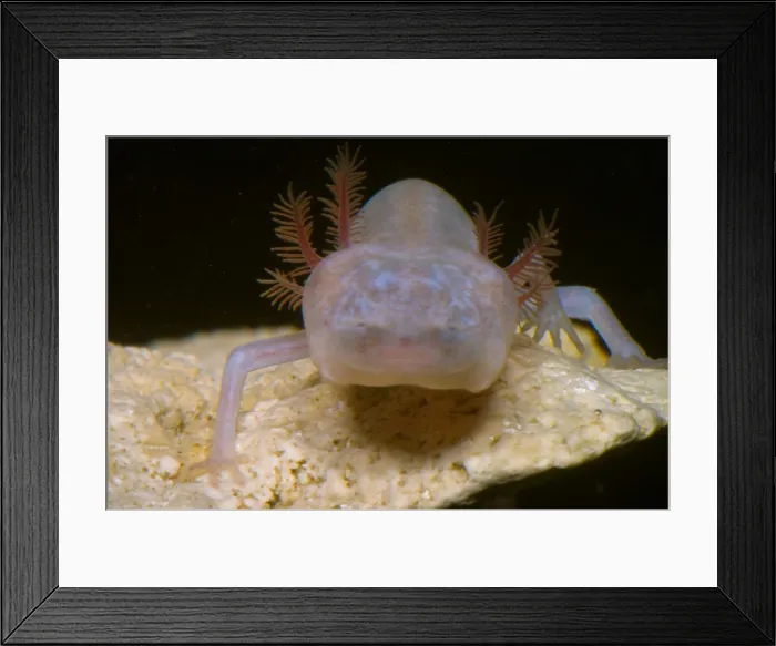 Framed Print : Blind Salmander