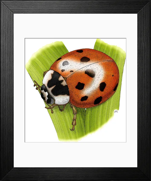 Framed Print : Ladybug Beetle
