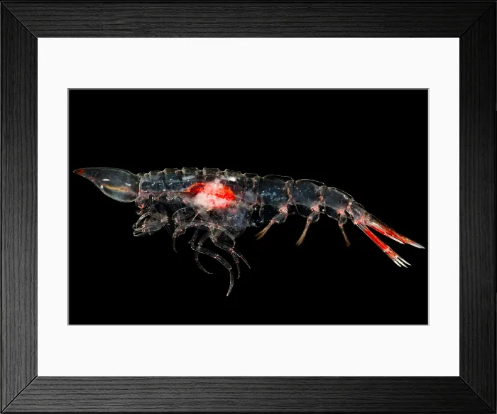 Framed Print : Oxycephalus Amphipod Framed Print : Oxycephalus Amphipod