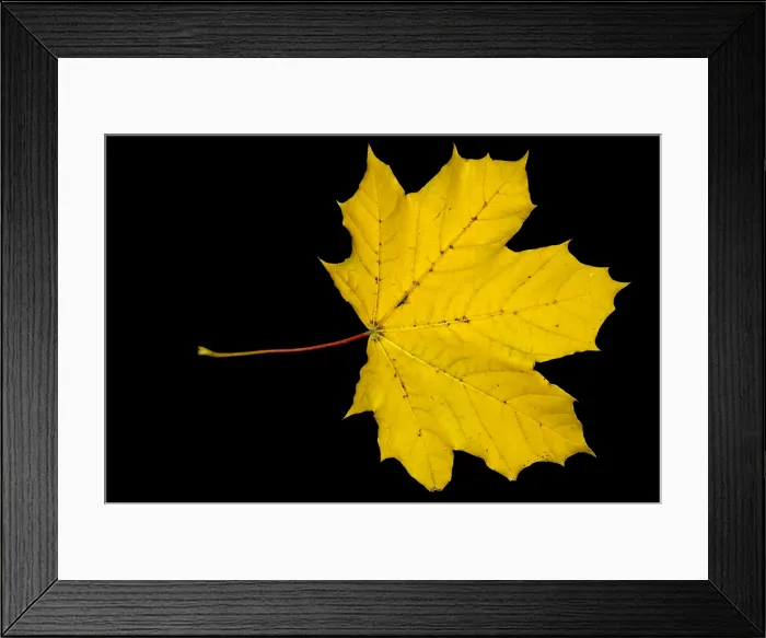Framed Print : Maple Leaf Framed Print : Maple Leaf