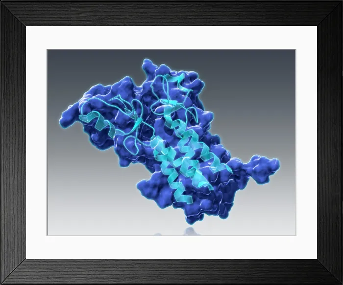 Framed Print : BRCA1, Molecular Model Framed Print : BRCA1, Molecular Model