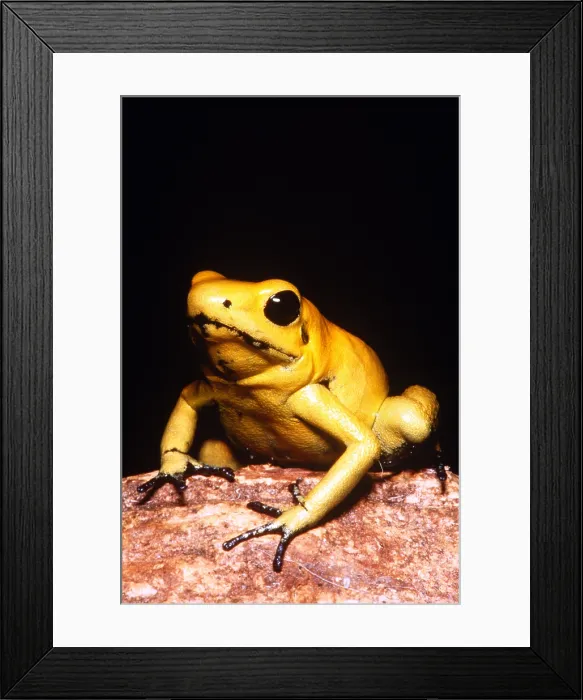 Framed Print : Poison Dart Frog