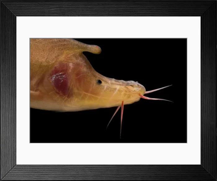 Framed Print : Rhinoceros Golden-line Barbel (Sinocyclocheilus rhinocerous) Framed Print : Rhinoceros Golden-line Barbel (Sinocyclocheilus rhinocerous)