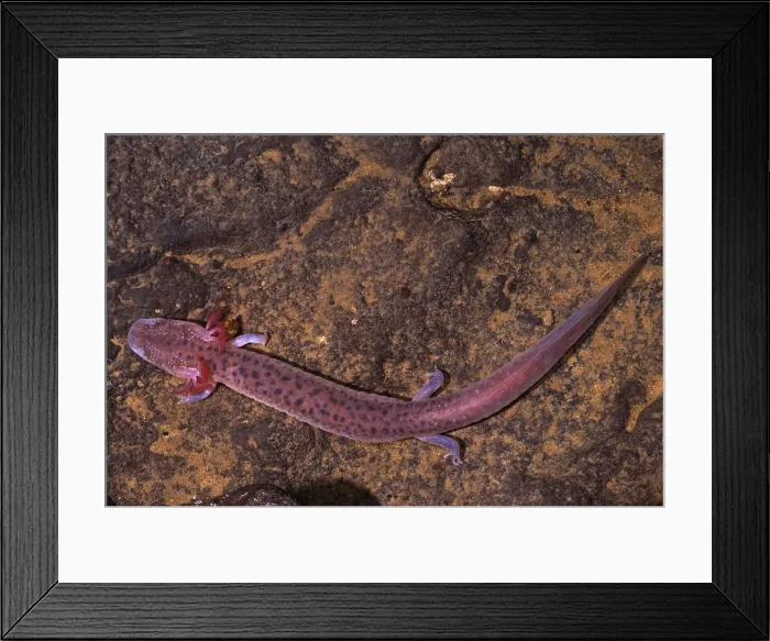 Framed Print : Big Mouth Cave Salamander