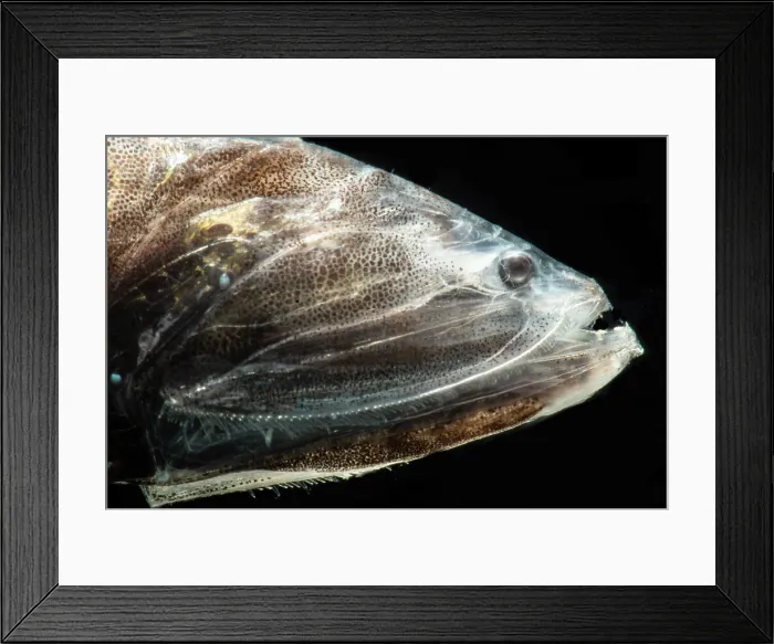 Framed Print : Tan Bristlemouth (Cyclothone pallida) Framed Print : Tan Bristlemouth (Cyclothone pallida)