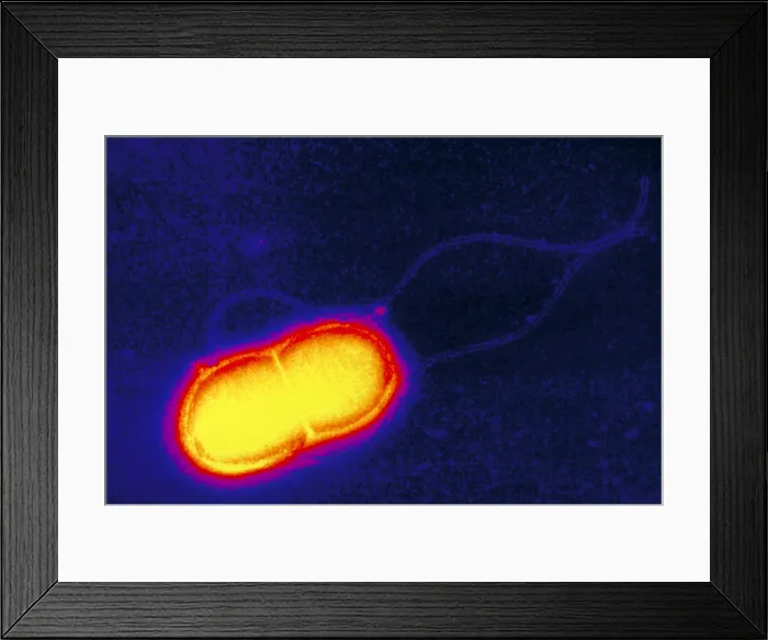 Framed Print : Escherichia coli Framed Print : Escherichia coli