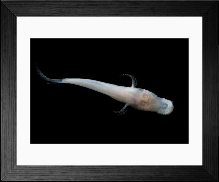 Framed Print : Alabama Cavefish Framed Print : Alabama Cavefish