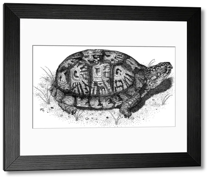 Framed Print : Eastern Box Turtle Framed Print : Eastern Box Turtle