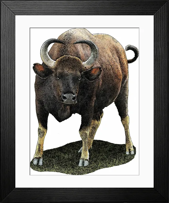Framed Print : Indian Gaur Framed Print : Indian Gaur
