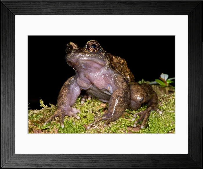 Framed Print : Nora's Spiny Chest Frog Framed Print : Nora's Spiny Chest Frog