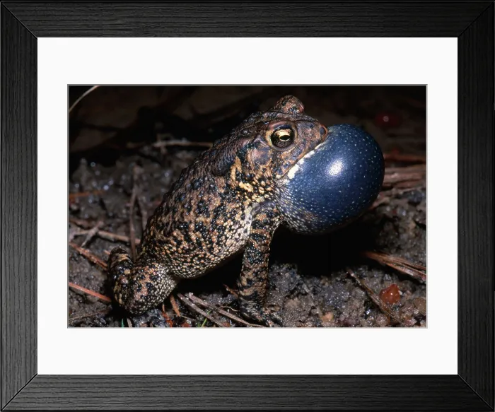 Framed Print : Houston Toad Framed Print : Houston Toad