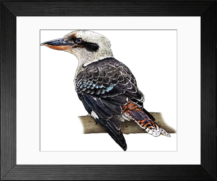 Framed Print : Laughing Kookaburra Framed Print : Laughing Kookaburra