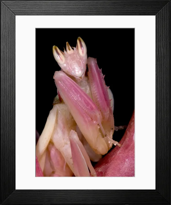 Framed Print : Orchid Mantis Framed Print : Orchid Mantis
