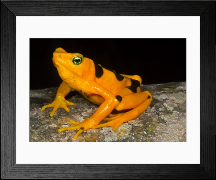 Framed Print : Harlequin Toad