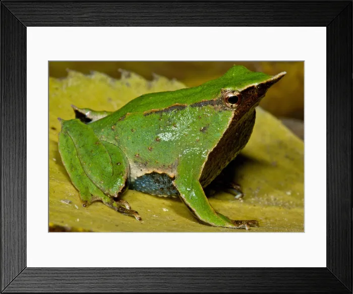 Framed Print : Darwin's Frog Framed Print : Darwin's Frog